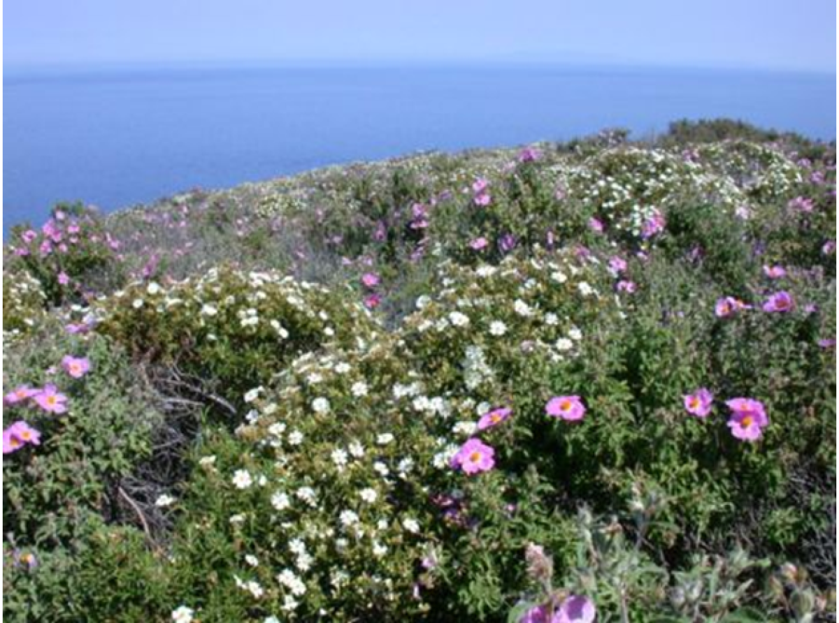 Il Rock Rose sardo